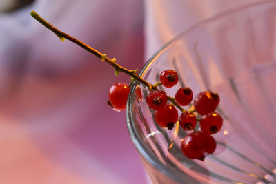 Close-up of cherries on plant