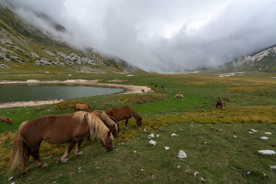 Horses grazing in a field