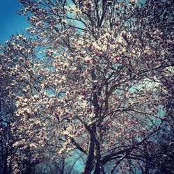 Low angle view of tree against sky