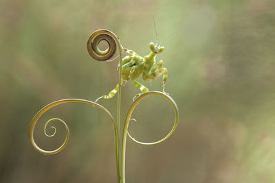 All about close up mantis photography