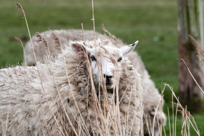 Close-up of sheep on field