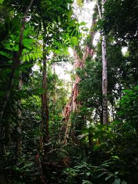 Low angle view of trees in forest