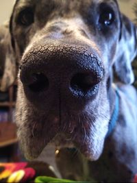 Close-up portrait of a dog