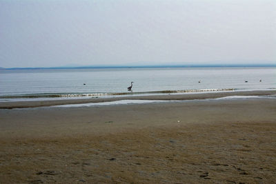 Scenic view of beach against clear sky