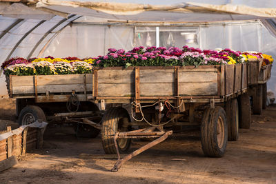 Colorful flowers growing in trailers at greenhouse