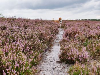 Scenic view of flowering plants on field against sky