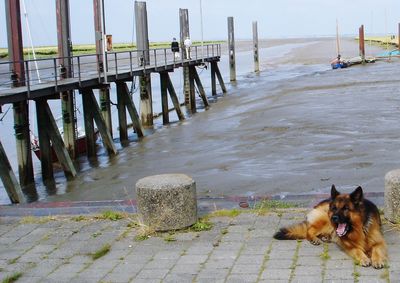 Dog standing on pier