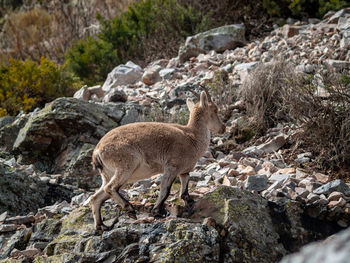 Sheep standing on rock