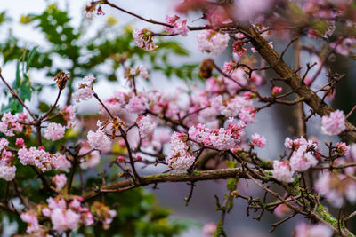 Pink trumpet