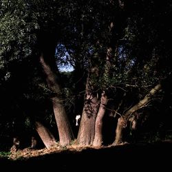 Trees in forest