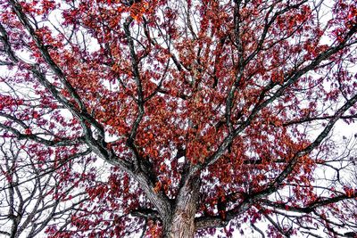 Low angle view of tree in autumn