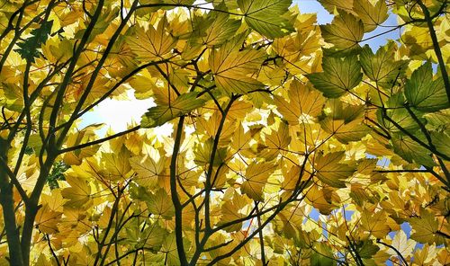 Yellow flowering tree against sky