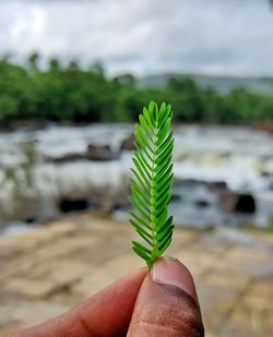Close-up of hand holding leaf