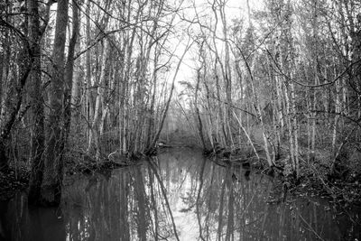 Scenic view of lake in forest