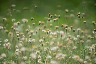 Grass flower and green scape background, wintage tone.