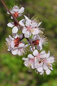 Close-up of apple blossoms in spring