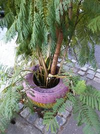 High angle view of potted plants in backyard