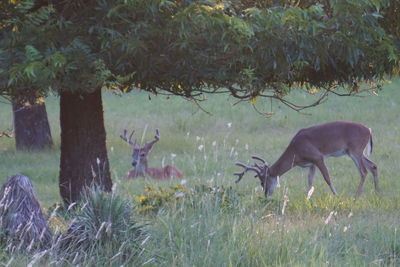 Deer on field