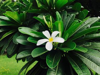 Close-up of frangipani blooming outdoors