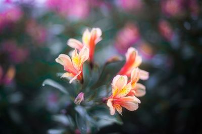 Close-up of flowers blooming outdoors