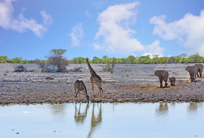 Scenic view of lake against sky, with giraffes drinking 