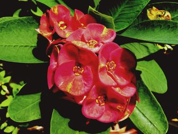 Close-up of hibiscus blooming outdoors