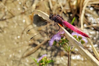 Close-up of butterfly pollinating on purple flower