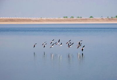 Flock of birds on beach