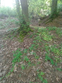 Trees growing in forest