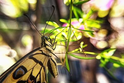 Close-up of butterfly pollinating flower