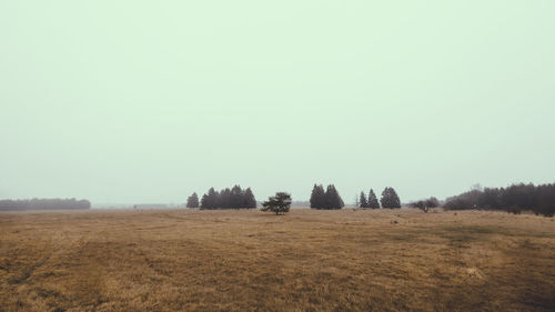 Trees on field