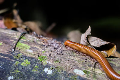 Close-up of insect on wood
