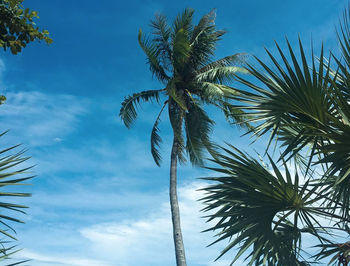 Low angle view of palm tree against sky