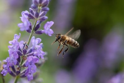 Close-up of bee pollinating on lavender