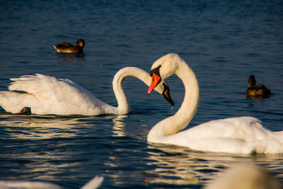 Swans swimming in lake