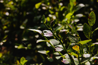 Close-up of fresh blueberry plant leaves