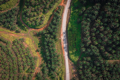 High angle view of road amidst trees in forest