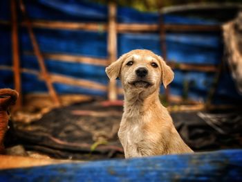 Portrait of dog sitting outdoors