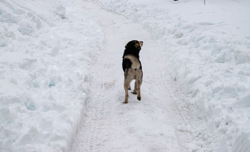 Dog standing on snow covered land