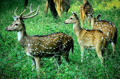 Deer in a field