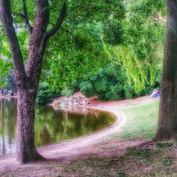 Trees in park