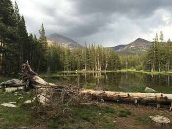 Fallen trees in forest against cloudy sky