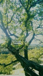 Trees growing on branch