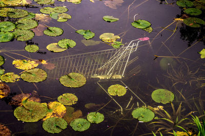 High angle view of lily pads floating on lake over shopping cart