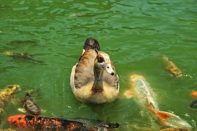 High angle view of duck swimming in lake