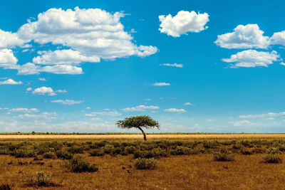 Scenic view of savannah against sky