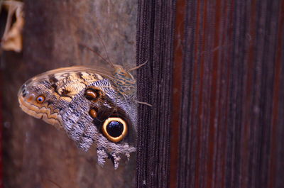 Moth on curtain