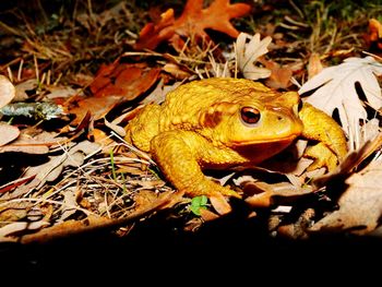 Close-up of frog