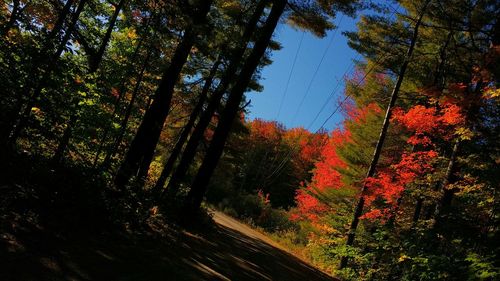 Trees in forest