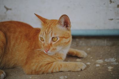 Close-up portrait of a cat